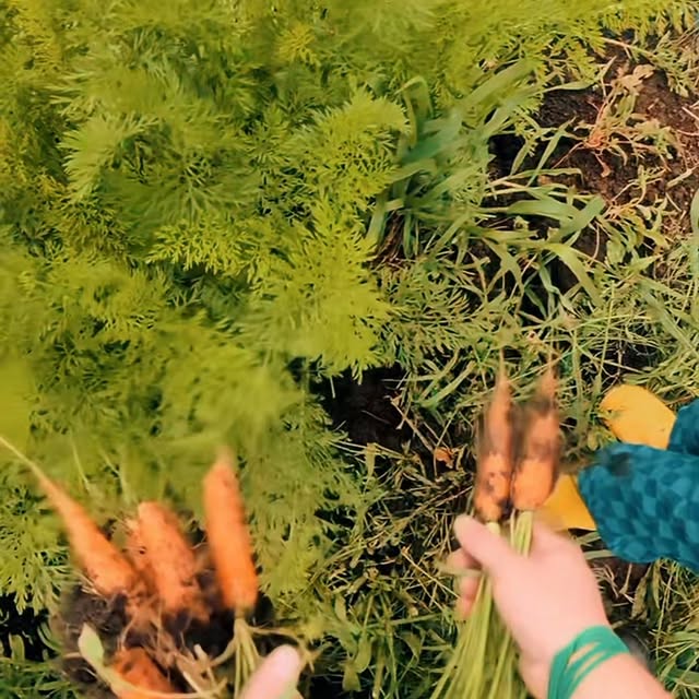 Freshly pulled carrots, straight from the soil